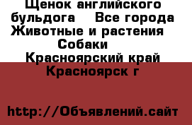 Щенок английского бульдога  - Все города Животные и растения » Собаки   . Красноярский край,Красноярск г.